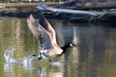 Goose taking off