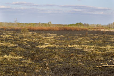 Sand Prairie Burned Off Area
