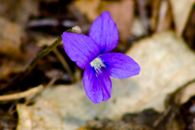 Common Wild Violet