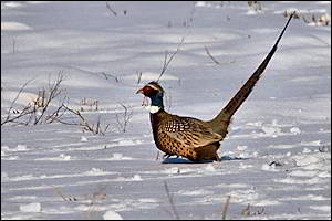 Ringed Neck Pheasant on show field.